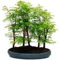 Produktbild: Exotenherz Outdoor-Bonsai Metasequoia Glyptostroboides Größer Wald mit 5-7 Pflanzen