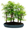 Produktbild: Outdoor-Bonsai Metasequoia glyptostroboides - großer Wald mit 5-7 Pflanzen