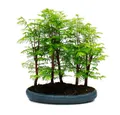Produktbild: Exotenherz Zimmerpflanze Outdoor-Bonsai Metasequoia glyptostroboides großer Wald 5-7 Pflanzen