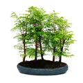 Produktbild: Outdoor-Bonsai Metasequoia glyptostroboides - großer Wald mit 5-7 Pflanzen
