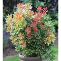 Produktbild: Schattenglöckchen Lavendelheide Carneval 20-25cm - Pieris japonica