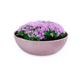 Produktbild: matches21 HOME & HOBBY Blumentopf Pflanzschale für draussen Dekoschale rund alt-rosa marmoriert 20 cm (1 St), Blumen-Schale als wetterfeste Friedhof-Schale Grab-Schmuck Grabschale