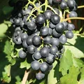 Produktbild: Tafeltraube 'New York Muskat®' blaue Traubenrebe für den Garten - 1 Traubenpflanze von Pflanzen-Kölle im 3 Liter Topf - Vitis vinifera New York Muskat