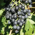 Produktbild: Tafeltraube 'New York Muskat®' blaue Traubenrebe für den Garten - 1 Traubenpflan