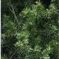 Produktbild: Gedrehte Zwerg Eibe Cristata 20-25cm - Taxus baccata