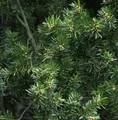 Produktbild: Gedrehte Zwerg Eibe Cristata 20-25cm - Taxus baccata