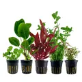 Produktbild: AquaOne Aquarium Pflanzen I 5x Wasserpflanzen I Einsteiger Aquarienpflanzen I Alternanthera Anubias Bacopa Hydrocotyle I Set mit 5 Aquariumpflanzen