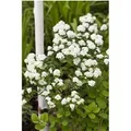 Produktbild: Spiraea vanhouttei 80-100 cm