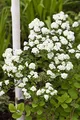 Produktbild: Spiraea x vanhouttei 80-100 cm – Winterhart, Mehrjährig, Pflegeleicht – Spierstrauch – Heckenpflanze für Garten & Sichtschutz