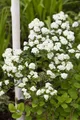 Produktbild: Pflanzen für Dich Gehölze Spiraea vanhouttei, 1 St., Spierstrauch, Brautspiere, Vanhouttes Spiere