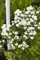 Produktbild: Spiraea vanhouttei, Prachtspiere, weiß, 80–100 cm
