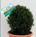 Produktbild: Kugelschnitt Eibe Westerstede 20-25cm - Taxus baccata