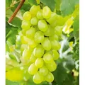 Produktbild: BALDUR Garten 1x Kernlose Tafel-Traube 'New York®', Pflanze im 11 cm-Topf, Weinreben, Vitis vinifera, winterhart, mehrjährig, resistent gegen Kra...