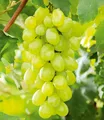 Produktbild: Kernlose Tafel-Trauben 'New York®', 1 Pflanze, Weinreben, Vitis vinifera