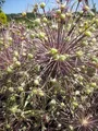 Produktbild: Sternkugel Lauch - Allium albopilosum Christophii