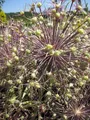 Produktbild: Sternkugel Lauch - Allium albopilosum Christophii