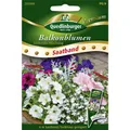 Produktbild: SB Balkonblumen, stehende Mischung