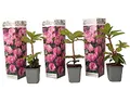 Produktbild: Plant in a Box - Rhododendron - 3er Set - Rosa - Gartenplanze - Strauch - Topf 9cm - Höhe 25-40cm