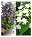 Produktbild: BALDUR Garten 2er Winterharte Kletterpflanzen Kollektion, Pflanzen im Topf, 1 Kletterhortensie Hydrangea und 1 Clematis Taiga®, bienenfreundlich und schmetterlingsfreundlich, mehrjährig, blühend