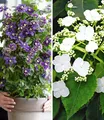 Produktbild: BALDUR Garten Zierstrauch Winterharte Kletterpflanzen-Kollektion, 2 St., Kletter-hortensie, winterhart, mehrjährig, bienenfreundlich