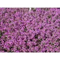 Produktbild: Thymus Serpyllum Sand-Thymian Aromatisch Ca. 9x9 cm Topf