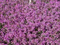 Produktbild: Pflanzen für Dich Staude Thymus serpyllum, 1 St., Sand-Thymian, Feld-Thymian, Quendel
