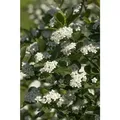 Produktbild: Sonstige - Aronia Prunifolia Viking C3 40- 60