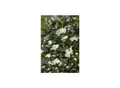 Produktbild: Aronia prunifolia 'Viking', Apfelbeere, schwarz, 40–60 cm