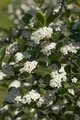 Produktbild: Aronia prunifolia 'Viking', Apfelbeere, schwarz, 40–60 cm
