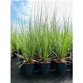Produktbild: Cortaderia Selloana Pampasgras 3-5 Liter Container