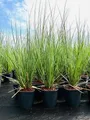 Produktbild: Pflanzen für Dich Gräser Cortaderia selloana, 1 St., Pampasgras, silbrig, imposante Blütenstände