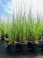 Produktbild: Cortaderia selloana, Pampasgras, 3-5 Liter Container