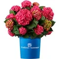 Produktbild: Hortensie Endless Summer Summer Love Höhe ca. 20 - 30 cm Topf ca. 5,