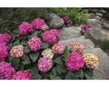 Produktbild: Hortensie Endless Summer® rot Hydrangea macrophylla 'Summer Love' H 20-35 cm Co