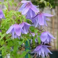 Produktbild: 2 x  Waldrebe alpina 'Frankie' - Clematis alpina 'Frankie'  | 50-60 cm in Container