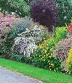 Produktbild: BALDUR Garten 5er Sommer-Hecken-Kollektion, Pflanzen im 13 cm-Topf, Blütenhecke, Blühhecke, Caryopteris, Hypericum, Deutzia Strawberry Field, Spirea und Weigelie, reicht für 5 Meter, winterhart