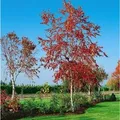 Produktbild: Betula Pendula Royal Frost Hängebirke Rotbraunes Laub 125–150 cm