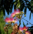 Produktbild: Seidenakazie Evis Pride - Schlafbaum 125-150cm - Albizia julibrissin