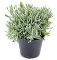 Produktbild: Italienischer Lavendel 15cm Topf, echter Lavendel Pflanze, Lavendula Angustifolia