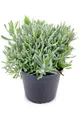 Produktbild: Italienischer Lavendel 15cm Topf, echter Lavendel Pflanze, Lavendula Angustif...