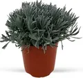 Produktbild: Italienischer Lavendel 15cm Topf, echter Lavendel Pflanze