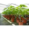 Produktbild: Blauglockenbaum Kiribaum 160 - 180 cm Paulownia tomentosa Kaiserbaum
