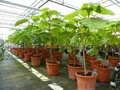 Produktbild: Blauglockenbaum Kiribaum 160 - 180 cm Paulownia tomentosa Kaiserbaum
