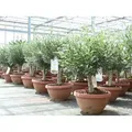 Produktbild: Olivenbaum Bonsai 70 - 90 cm Formgehölz, Olive winterhart, Olea europaea