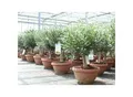 Produktbild: Olivenbaum Bonsai 70 - 90 cm Formgehölz, Olive winterhart, Olea europaea