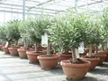 Produktbild: gruenwaren jakubik Olivenbaum Bonsai Formgehölz, Olive winterhart, Olea europaea