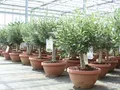 Produktbild: gruenwaren jakubik Olivenbaum