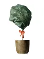 Produktbild: Windhager Winter-Vlies Deko, Kälteschutz, Frostschutz für Pflanzen, dekorativer Winterschutz, Abdeckvlies, 10 x 1,6 m, grün