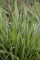 Produktbild: Briza media 'Limouzi' 9x9 cm Topf – Winterhart, Mehrjährig, Pflegeleicht – Zittergras – Ziergras für Beet & Naturgarten