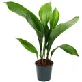 Produktbild: Exotenherz Schusterpalme Aspidistra Elatior Zimmerpflanze 15cm Topf